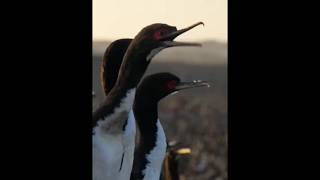 Feeding frenzy di lautan  Burung Cormoran [upl. by Arriec]