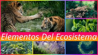 ¿Qué Elementos Componen Un Ecosistema 🐅🌲 Explicación Rápida Y Sencilla [upl. by Gayn]