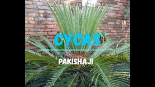 Cycas si Pakishaji [upl. by Enitselec591]