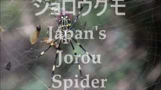 Nephila Clavata  Japans Jorou Spider ジョロウグモ  part 1 [upl. by Ibba]