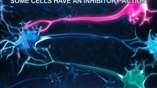 Target Cells  Inhibitory and Stimulatory Neurons [upl. by Maltz260]