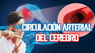 CIRCULACIÓN ARTERIAL DEL CEREBRO  Neuroanatomía Básica [upl. by Ced234]