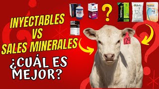 MINERALES PARA GANADO 🐂💉Inyectables vs Minerales en la DIETA  ⭐✅¿Cuál es la MEJOR opción✅⭐ [upl. by Kriste215]