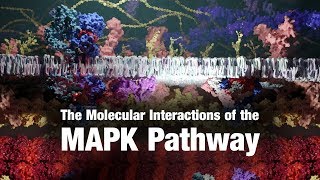 The Molecular Interactions of the MAPK Pathway [upl. by Mcleroy703]