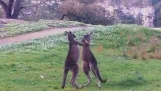 Kangaroo Fight Mount Gambier [upl. by Asor755]