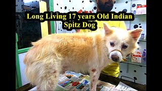 Long Living 17 years old Indian Spitz  Life span of Dog breeds [upl. by Koziel212]