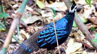 Wild Palawan Peacock Pheasant  Palawan Philippines [upl. by Nosydam]