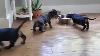 Black amp Tan Dapple Miniature Dachshund Puppies [upl. by Ramsey302]