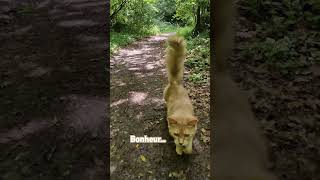 Le Chatventurier dog caniche cat somalicat catanddog forest [upl. by Damal121]