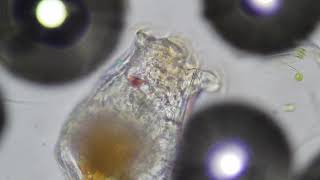 Zooplankton Feeding Under Microscope Rotifers [upl. by Ecinahs]