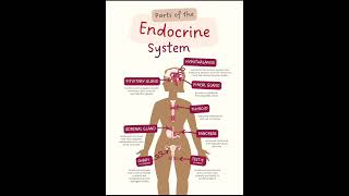 Endocrine Systembiologyneetbiology [upl. by Alonso]