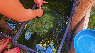 How To Setup The Perfect Natural KeepingBreeding Tub For Guppies Mollies Swordtail Platys etc [upl. by Eemaj]