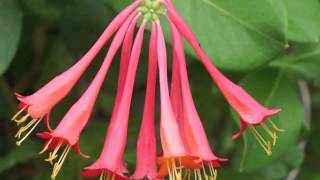 Plant portrait  Coral honeysuckle Lonicera sempervirens [upl. by Narod914]