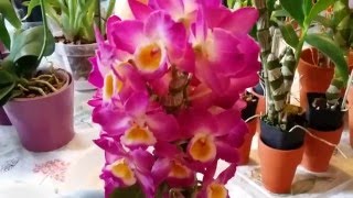 Update 12 Dendrobium Nobiles Yamamoto Dendrobiums [upl. by Yditsahc918]