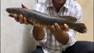 Snake head fish hunting  manjeera dam  Sangareddy  Nmartfishingtackle  OSMAN Hussain [upl. by Dagney50]