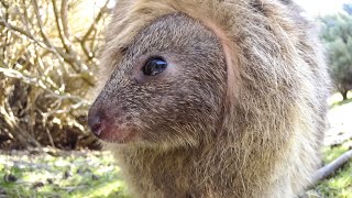 MEET THE QUOKKAS [upl. by Kissiah]