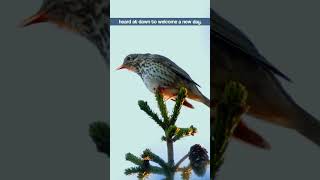 Song Thrush Singing  A Welcoming Morning Chorus shorts [upl. by Harbard]