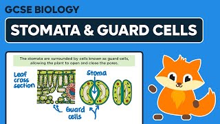 Stomata amp Guard Cells  GCSE Biology [upl. by Photima]