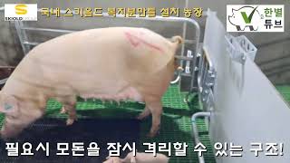 농장주가 알려주는 스키올드 동물복지 분만틀사용법Farm owner explains how to use the SKIOLD Animal Welfare Farrowing Crate [upl. by Aliab]