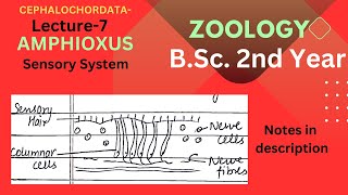 SENSORY SYSTEM OF AMPHIOXUS  BSc Zoology 2nd year  Notes pdf in Description [upl. by Yhtamit]