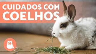 COMO CUIDAR DE UM COELHO o guia completo 🐰 [upl. by Haidej]