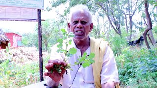 రోడ్డుపక్కన దొరికే ఈ మొక్క సృష్టి మనకి ఇచ్చిన వరం  TELLA GALIJERU  PUNARNAVA MOKKA Prayojanalu [upl. by Novihc]