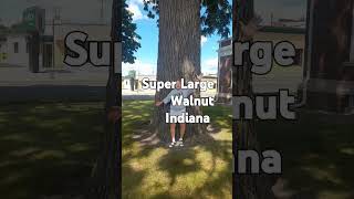 Super Large Walnut Tree Kendallville Indiana [upl. by Nosmirc]