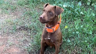 Patterdale Terrier bite training [upl. by Bainbridge993]