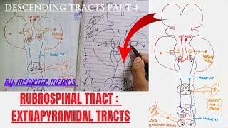 Descending Tracts  Rubrospinal Tracts  Extrapyramidal Tracts  3  Tracts of Spinal Cord  4 [upl. by Ainesej]