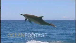 Spinner Dolphin jumping in slow motion [upl. by Herriott]