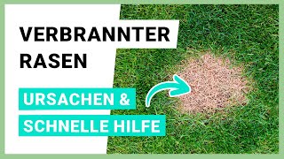 Verbrannter Rasen Was JETZT zu tun ist damit er wieder GRÜN wird [upl. by Berni80]