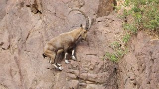 Mountain Climbing Goats  ibex cliff climing  Nature is Everything [upl. by Idnac]