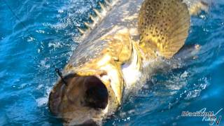 Goliath Grouper Fishing [upl. by Glanville108]