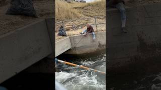 Kokanee Salmon Snagging [upl. by Edith]