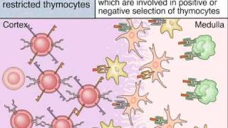 Maturation of T Cells in The Thymus [upl. by Anyotal]