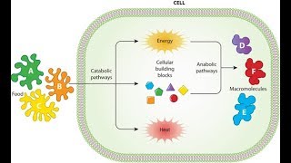 Metabolism Anabolism and Catabolism [upl. by Kilroy]