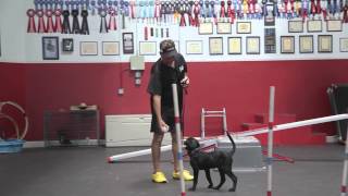 Training Your New Puppy or Dog  How to Train Puppies  Puppy Training Day 1  SitMeansSitcom [upl. by Haldeman]