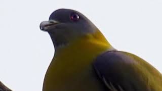 Green Pigeon  A Bird With Unrivalled Voice [upl. by Oiredised]