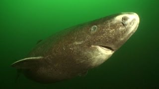 Greenland Sharks  JONATHAN BIRDS BLUE WORLD [upl. by Erund]