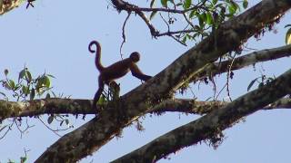 Singes araignées Costa Rica Mars 2018 [upl. by Cristal]