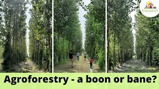 Is agroforestry of Poplar trees beneficial in permaculture [upl. by Alaster276]