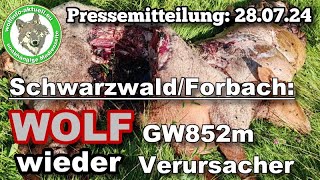 Wolfinfo Aktuell Pressemitteilung SchwarzwaldForbach Wolf GW852m wieder Verursacher [upl. by Calderon]