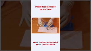 biuret test for proteins in egg yolk shorts [upl. by Hairam]