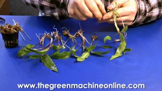 Preparing a Cryptocoryne for planting in an aquarium [upl. by Etak]