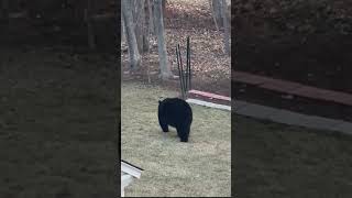 Black bear scolded away from New Hampshire home after breaking into container of bird seed [upl. by Alegnad467]