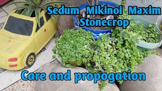 Sedum Makinoi Maxim Care and Propogation [upl. by Negeam]