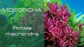 Rotala macrandra  Videoficha  Una planta con un rosa intenso  PezVerde [upl. by Nnair]