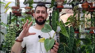 How I grew my Anthurium Veitchii plug plant [upl. by Atekram]