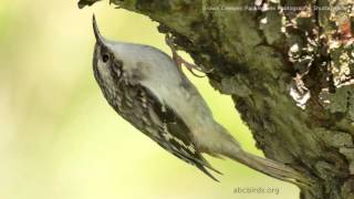 Brown Creeper Song [upl. by Esteban594]