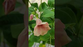 Allamanda plant 🪴🌸 😍 nature flowergarden healthyplant ytshorts plantlove [upl. by Julis930]